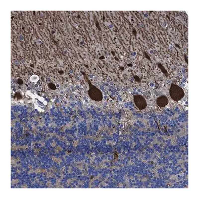Merck Anti-TXNDC17 antibody produced in rabbit