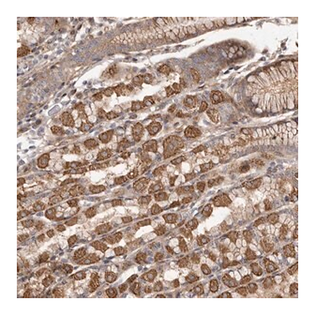 Merck Anti-FAM221B antibody produced in rabbit