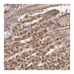 Merck Anti-FAM221B antibody produced in rabbit