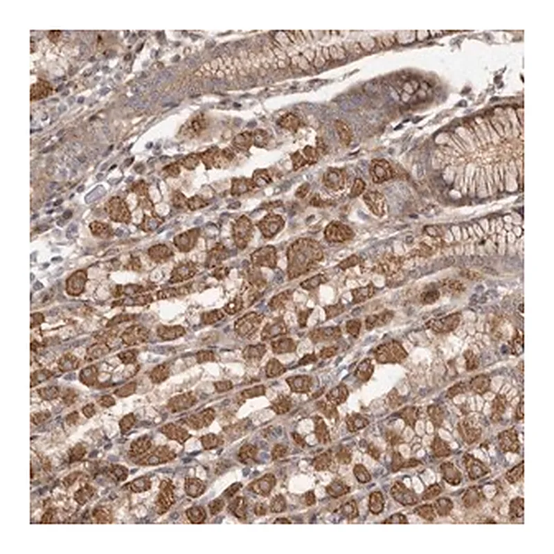 Merck Anti-FAM221B antibody produced in rabbit