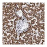 Merck Anti-B9D1 antibody produced in rabbit