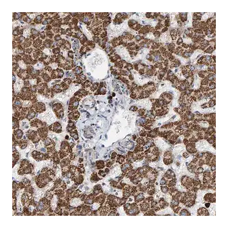 Merck Anti-B9D1 antibody produced in rabbit