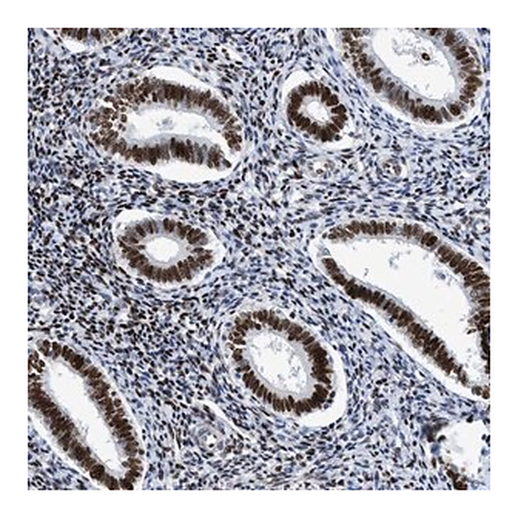 Merck Anti-R3HCC1 antibody produced in rabbit