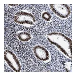 Merck Anti-R3HCC1 antibody produced in rabbit