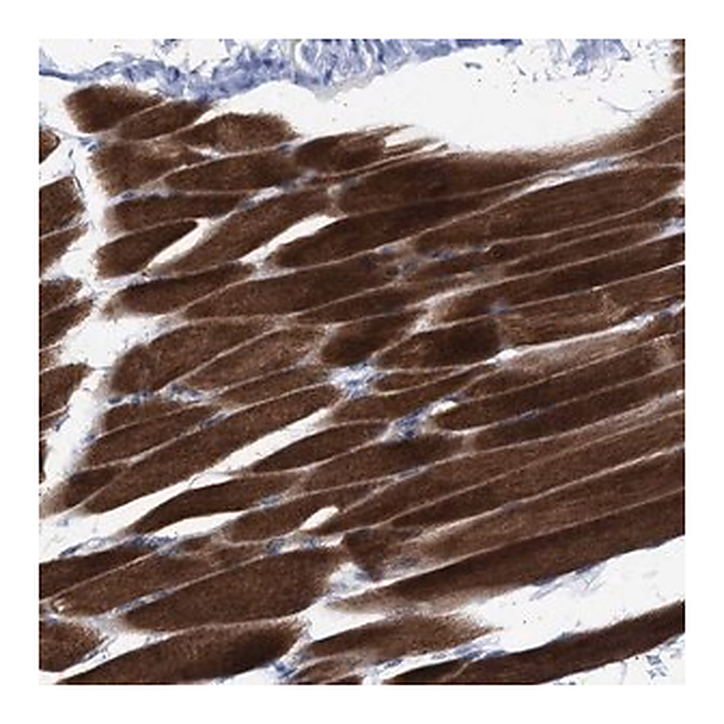 Merck Anti-NBR1 antibody produced in rabbit