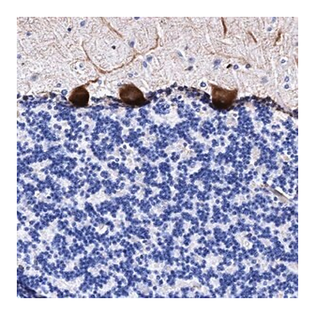 Merck Anti-UBALD2 antibody produced in rabbit