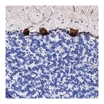 Merck Anti-UBALD2 antibody produced in rabbit