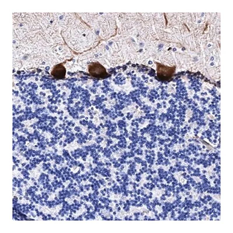 Merck Anti-UBALD2 antibody produced in rabbit