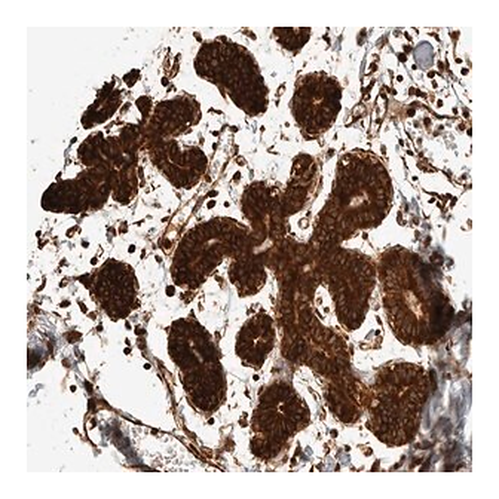 Merck Anti-EXOC7 antibody produced in rabbit
