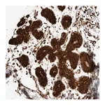 Merck Anti-EXOC7 antibody produced in rabbit