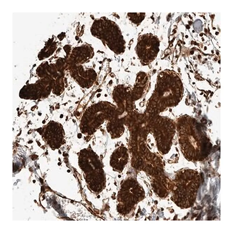 Merck Anti-EXOC7 antibody produced in rabbit