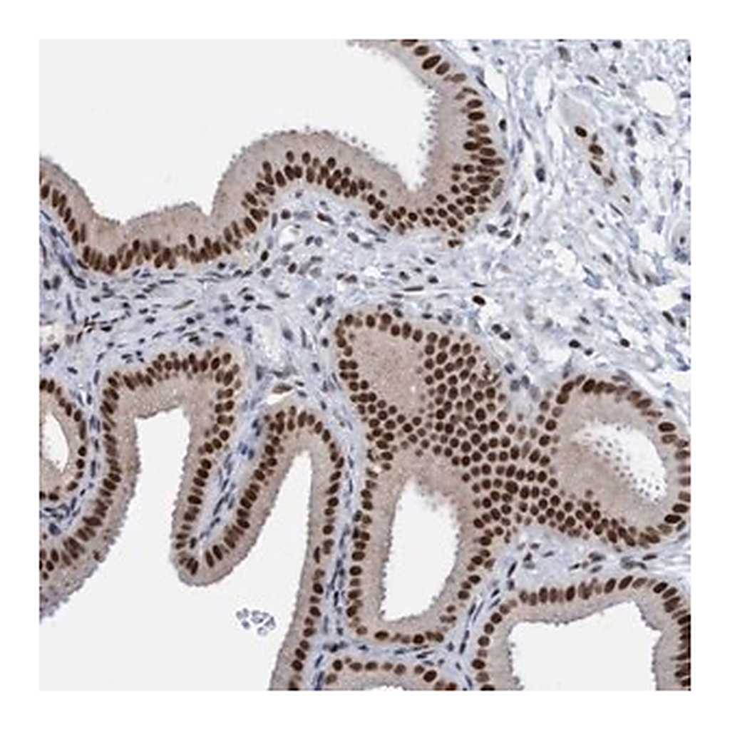 Merck Anti-GLRX2 antibody produced in rabbit