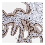 Merck Anti-GLRX2 antibody produced in rabbit