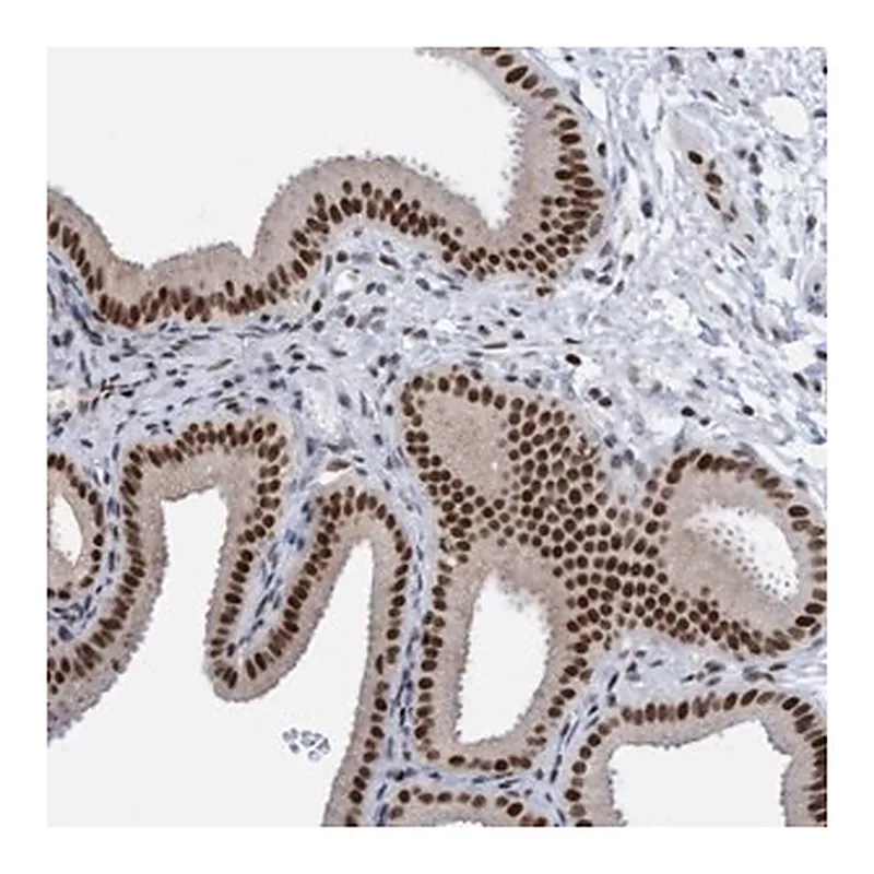 Merck Anti-GLRX2 antibody produced in rabbit