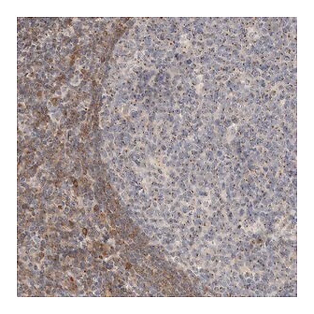 Merck Anti-NSMAF antibody produced in rabbit