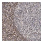 Merck Anti-NSMAF antibody produced in rabbit