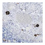 Merck Anti-ANKFN1 antibody produced in rabbit