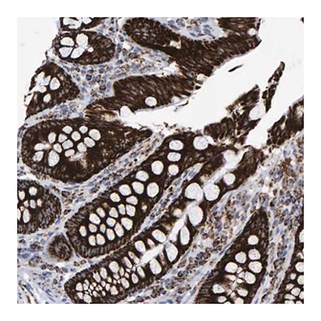 Merck Anti-MRPL12 antibody produced in rabbit
