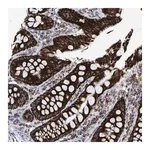 Merck Anti-MRPL12 antibody produced in rabbit