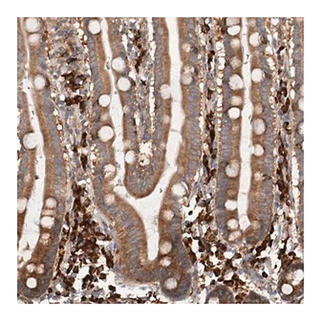 Merck Anti-EIF3H antibody produced in rabbit
