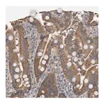 Merck Anti-TOM1L1 antibody produced in rabbit
