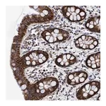 Merck Anti-BZW2 antibody produced in rabbit