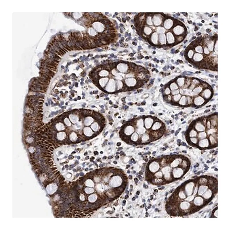 Merck Anti-BZW2 antibody produced in rabbit