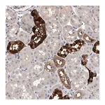 Merck Anti-SLC45A4 antibody produced in rabbit