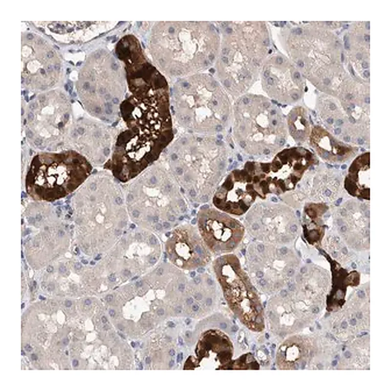 Merck Anti-SLC45A4 antibody produced in rabbit