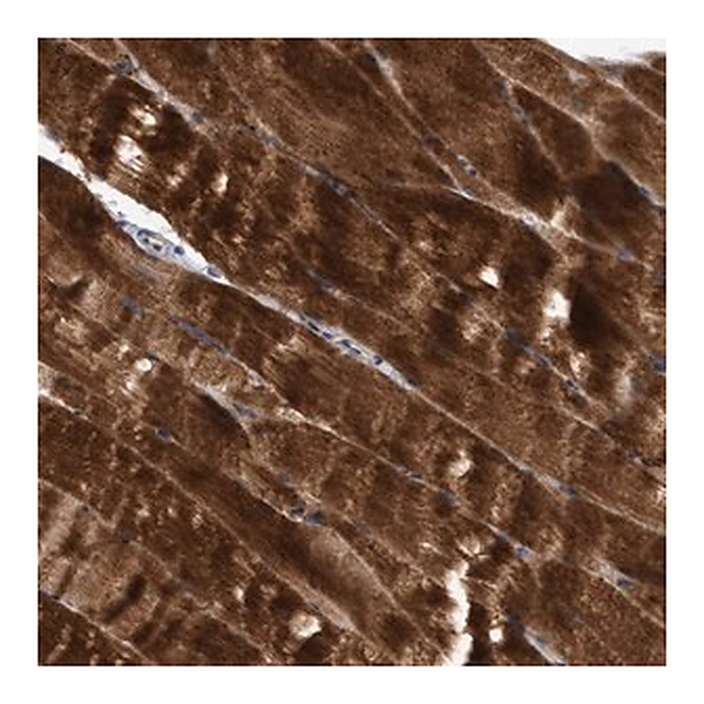 Merck Anti-SEMA4D antibody produced in rabbit