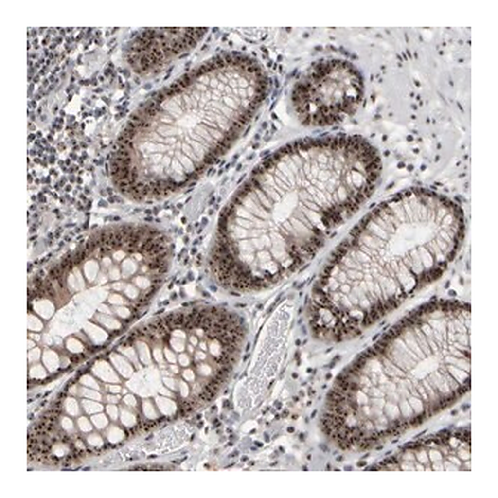 Merck Anti-SURF6 antibody produced in rabbit