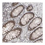 Merck Anti-SURF6 antibody produced in rabbit