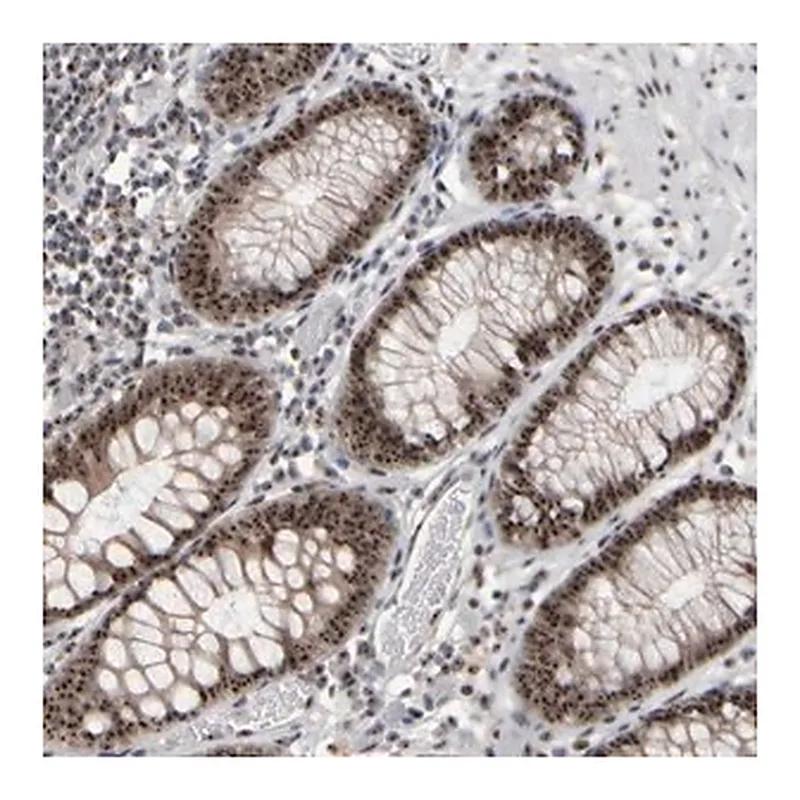 Merck Anti-SURF6 antibody produced in rabbit