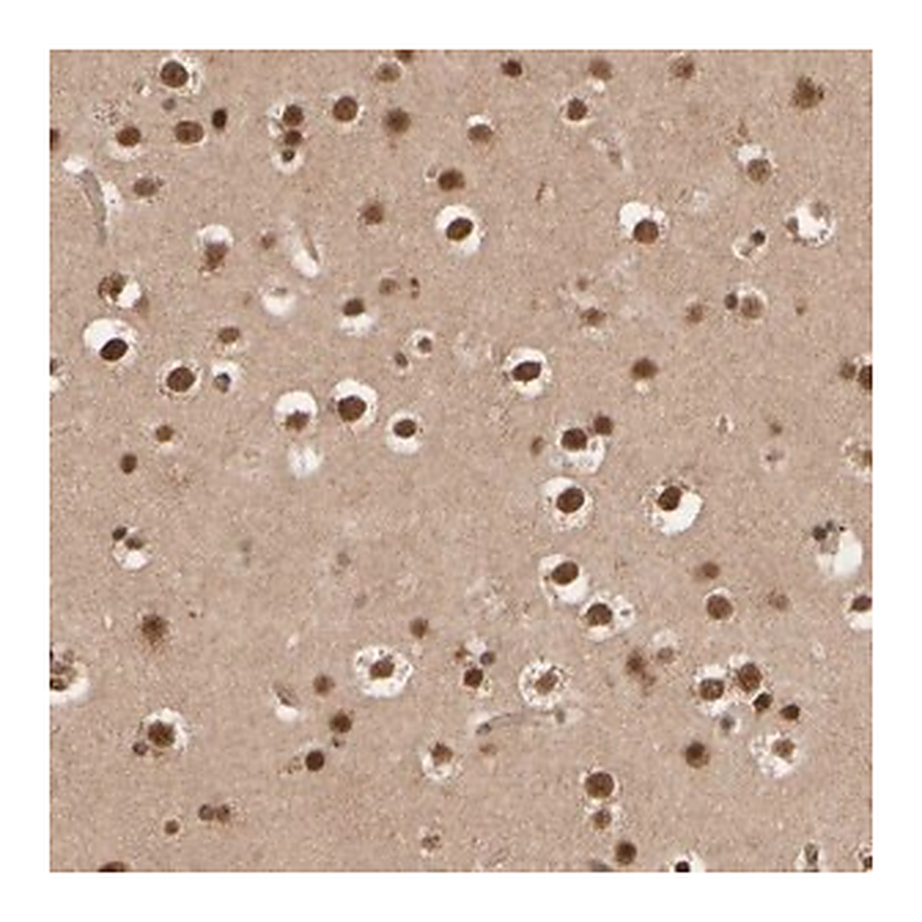 Merck Anti-SYNRG antibody produced in rabbit