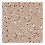 Merck Anti-SYNRG antibody produced in rabbit