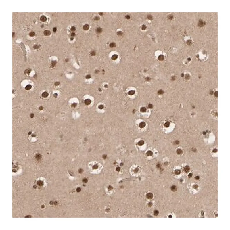 Merck Anti-SYNRG antibody produced in rabbit