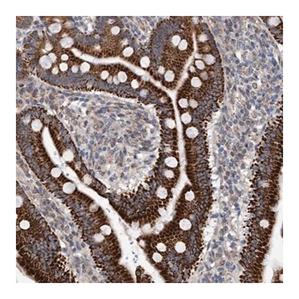 Merck Anti-ZNF566 antibody produced in rabbit
