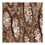 Merck Anti-CNTROB antibody produced in rabbit