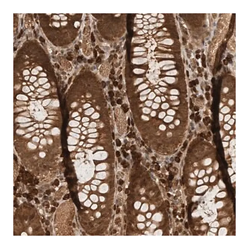 Merck Anti-CNTROB antibody produced in rabbit