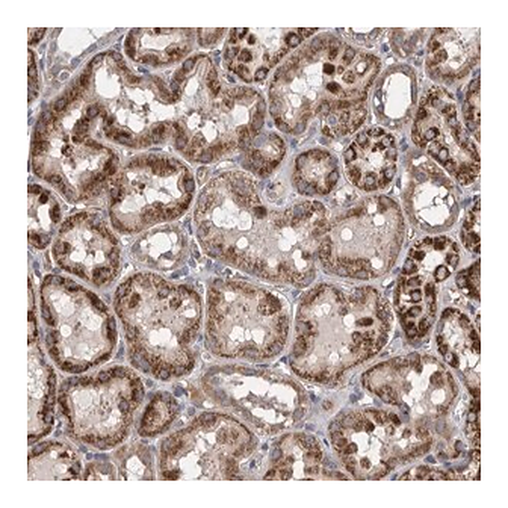 Merck Anti-ZNF324B antibody produced in rabbit