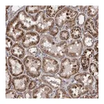 Merck Anti-ZNF324B antibody produced in rabbit