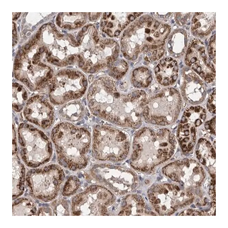 Merck Anti-ZNF324B antibody produced in rabbit