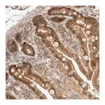Merck Anti-CARNMT1 antibody produced in rabbit