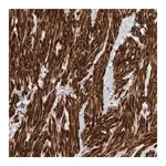 Merck Anti-LONRF1 antibody produced in rabbit