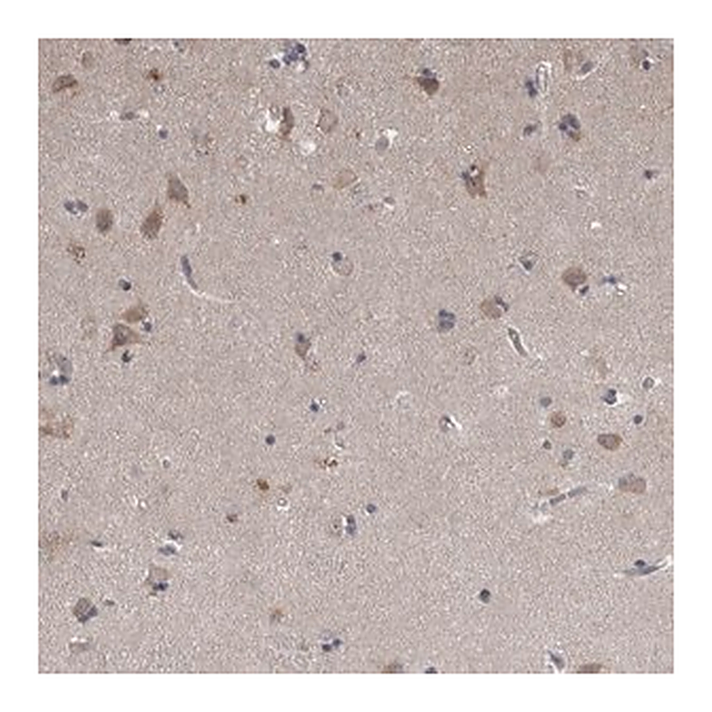 Merck Anti-NENF antibody produced in rabbit