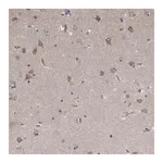 Merck Anti-NENF antibody produced in rabbit