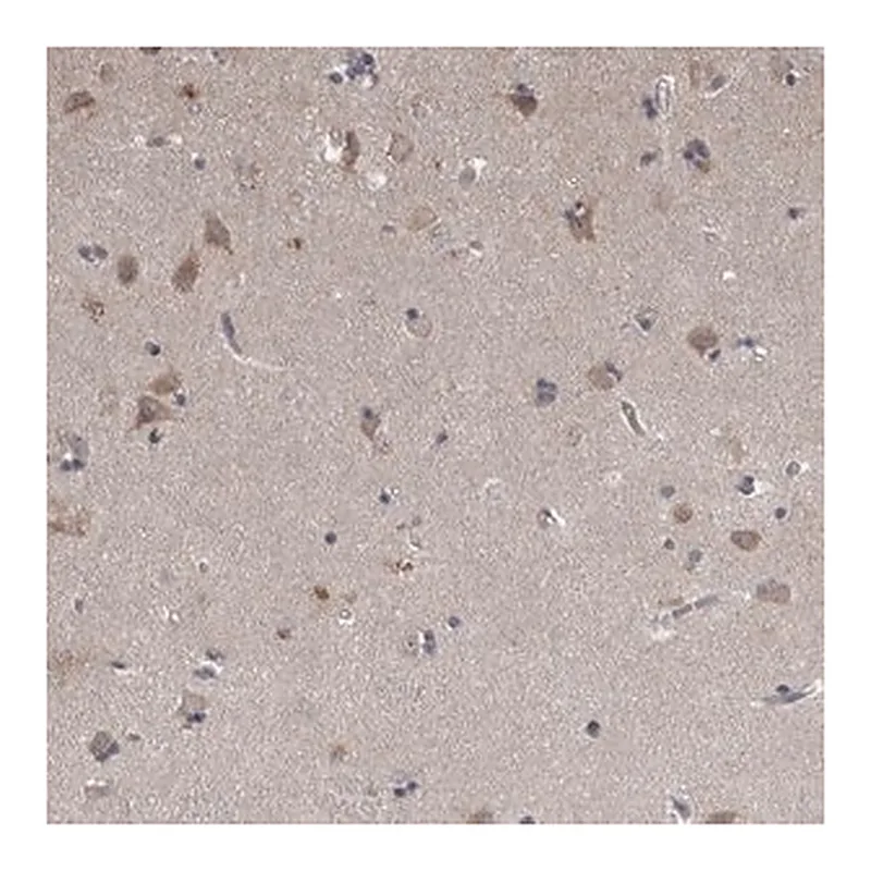 Merck Anti-NENF antibody produced in rabbit