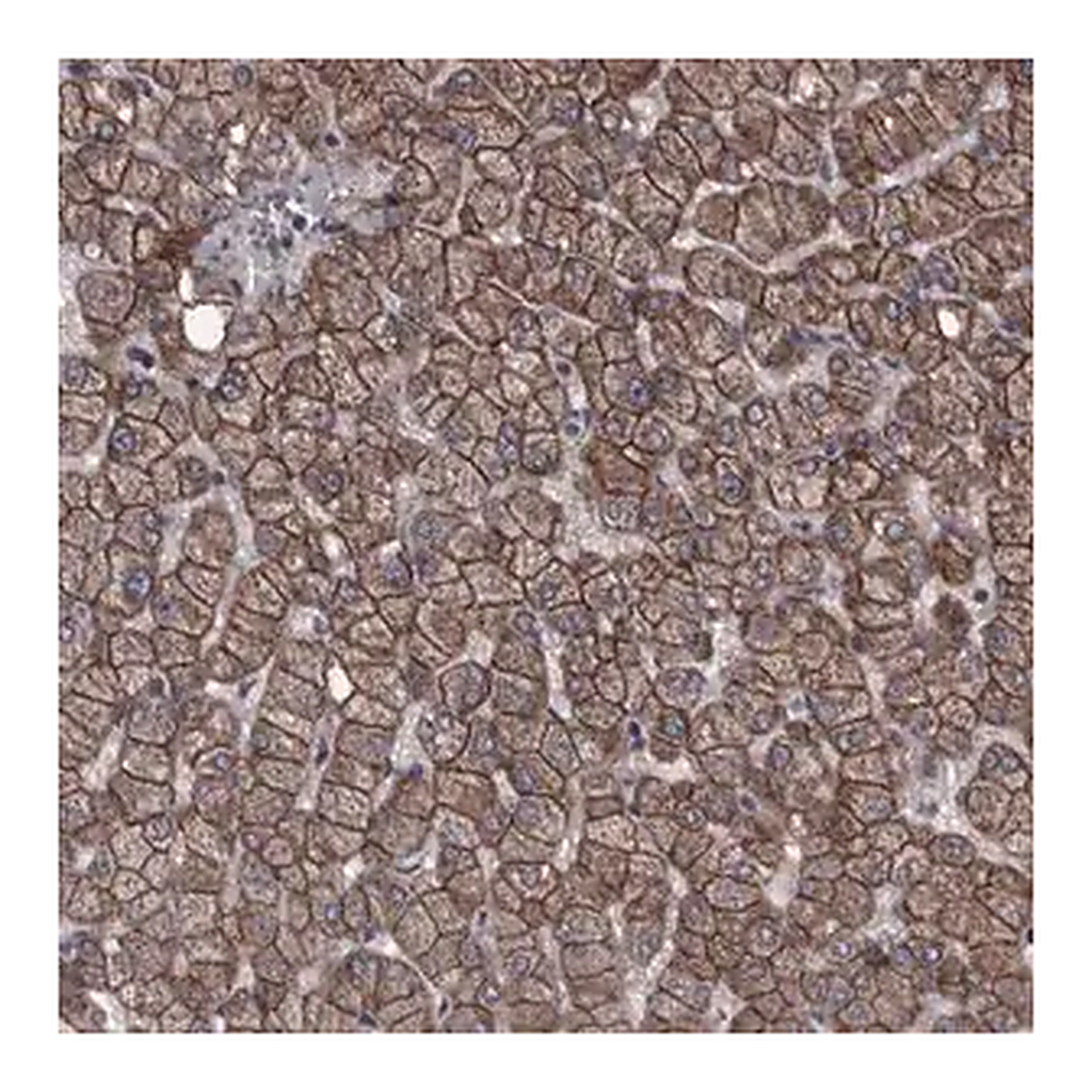Merck Anti-PCDH17 antibody produced in rabbit