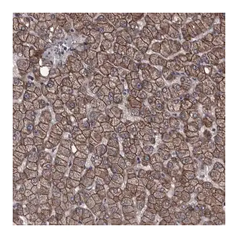 Merck Anti-PCDH17 antibody produced in rabbit