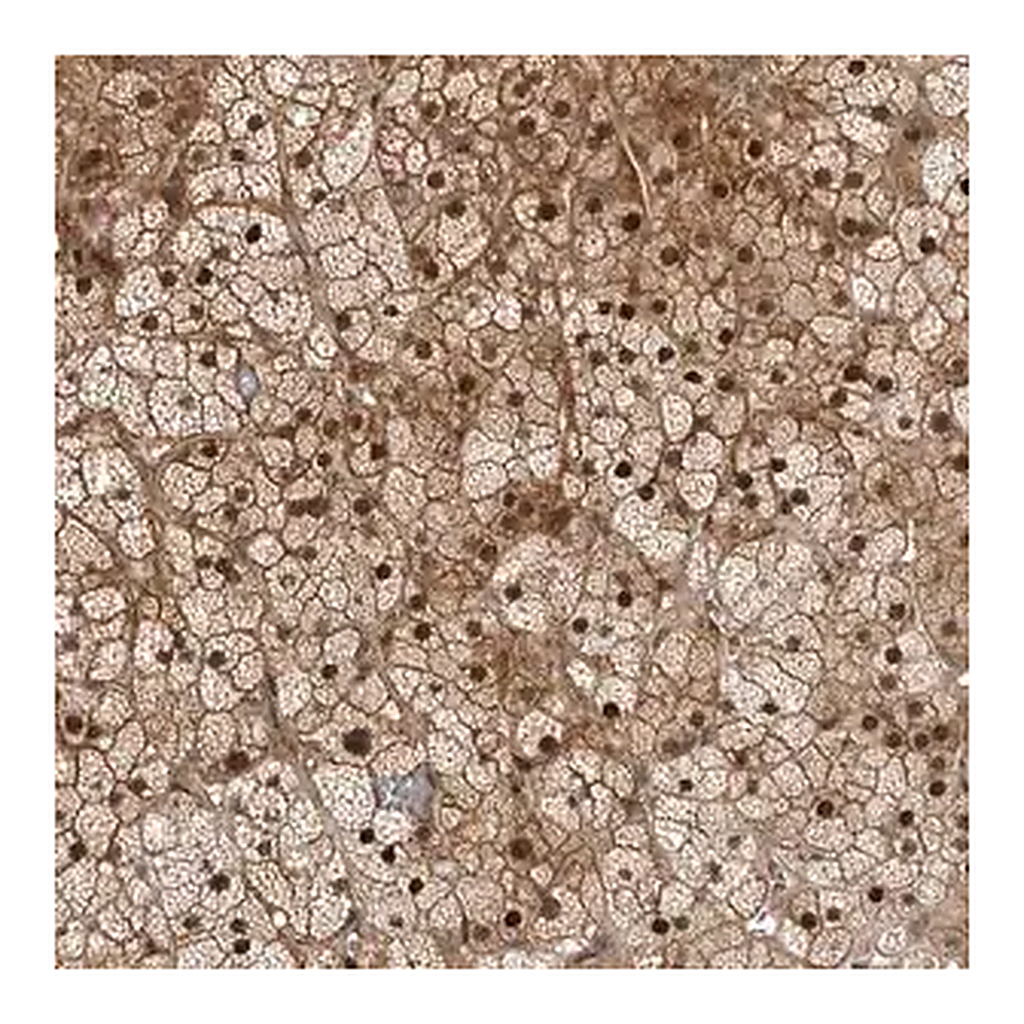Merck Anti-RTP2 antibody produced in rabbit